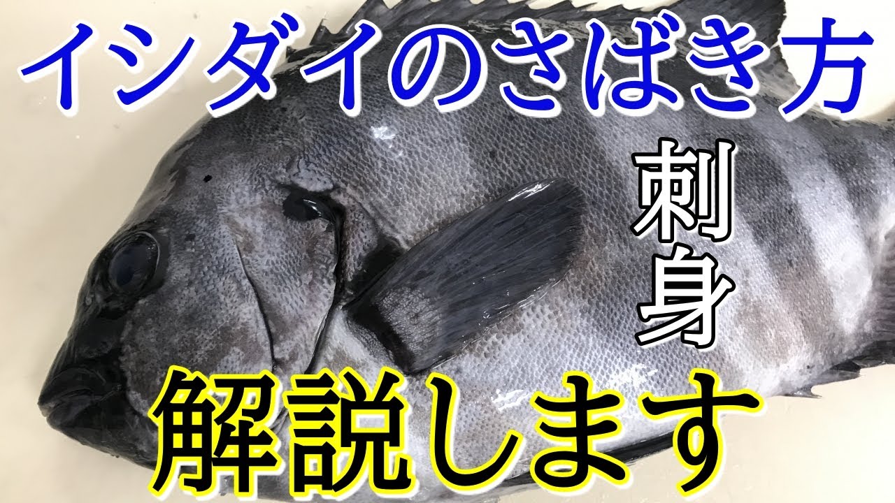 石垣鯛の姿造り〜 鹿児島からの立派な石垣鯛🐟 中々キザな顔してますよね〜☺️ 目を見るとドキッとさせられますね😲笑 漆黒の石垣鯛、私には黒船、ジャックスパロウに見えるんですが😅 ちょっと古いか🤣なんかそんなイメージで、流木を使ってみました🌴笹切りは