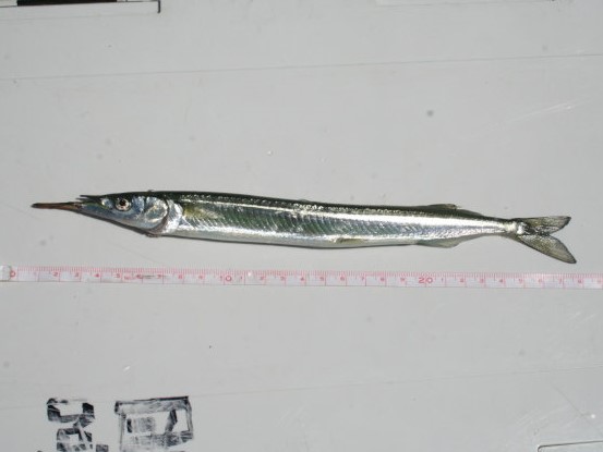 鱵」の書き方 - 漢字の正しい書き順 筆順