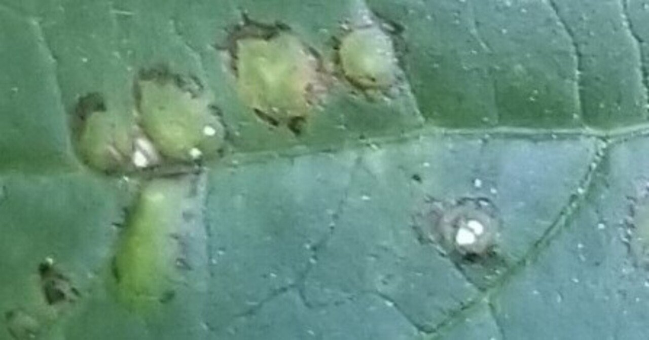 大根がカビても食べられる?対処法や見分け方は?正しい保存方法も解説! ちそう