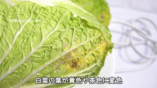 白菜 ハクサイ みなとの野菜大辞典