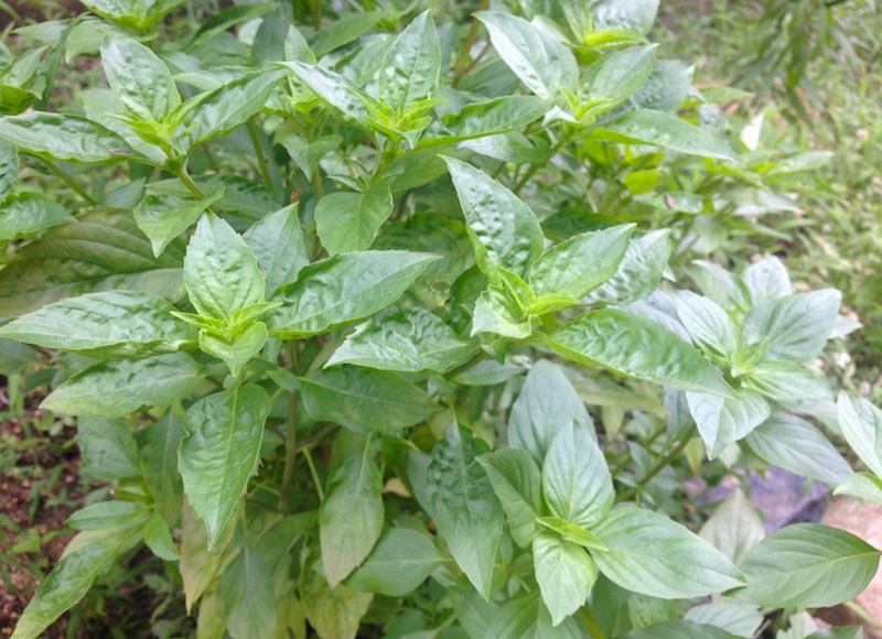 ホラパー アジアンスイートバジル100ｇ単位バラ詰め川辺農園 powered by BASE