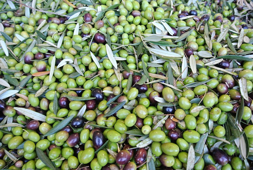 夏が旬!南半球のオリーブオイルOlive Oil Life オリーブオイルライフ