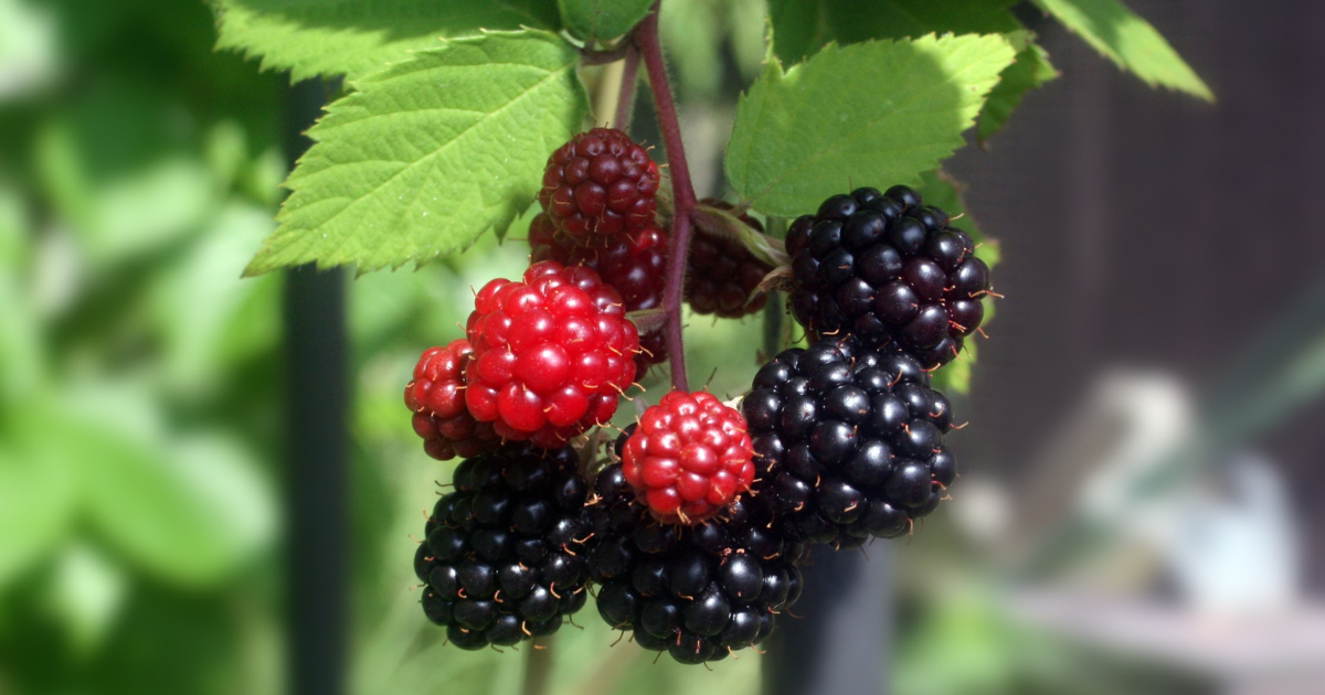 実付き＞ブラックベリー 5号果樹10-TU果樹,ラズベリー・ベリー類赤塚植物園オンライン 花の音花苗・ガーデニング・園芸商品の通販サイト