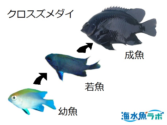 チョコレートディップクロミスダイバーの海水魚図鑑 Shiny Ace