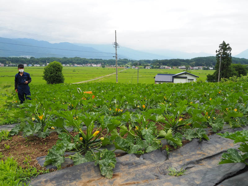 ズッキーニ初収穫！ - 日々是楽 Enjoy it every day！