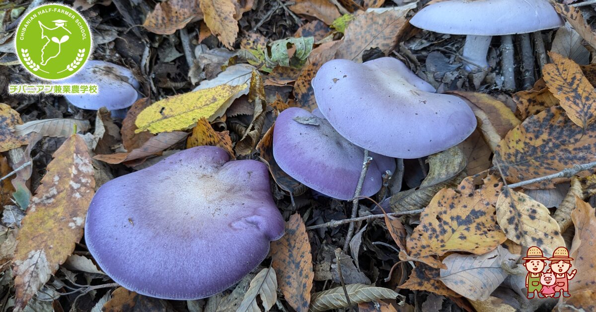 栽培キノコの中で一番好きなのはピエブルー ムラサキシメジ- エスカルゴの国から