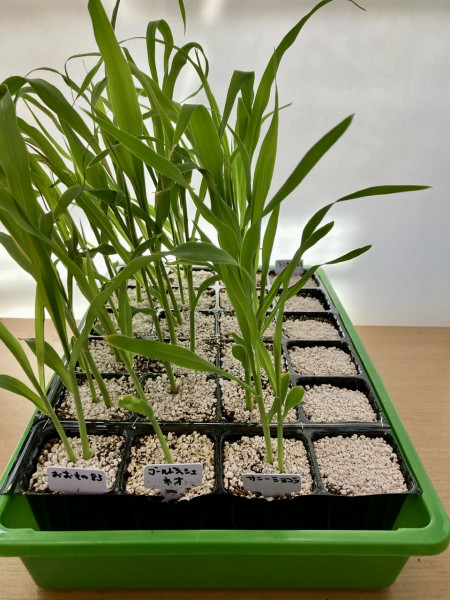 わが家のトウモロコシづくり-４０連結ポットに種を蒔きトンネル内で育苗した後、露地畝に定植します