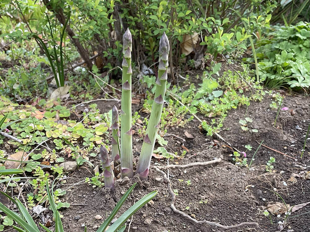 アスパラガスの植え替えで大豊作!10年以上放置した株を掘り起こした結果 - 空と花の色