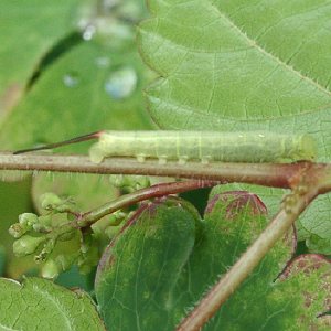 コスズメの幼虫 写真素材5282240- フォトライブラリ
