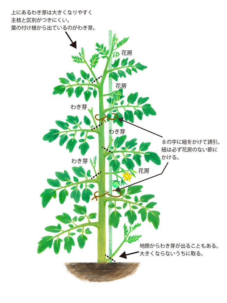 トマトのわき芽取りについて。- Akiyo Yamashita Illustration