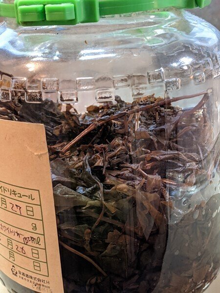 庭のどくだみと純米酒で、シミ・かゆみ対策の化粧水を作ってみた。│カフェライフマガジン