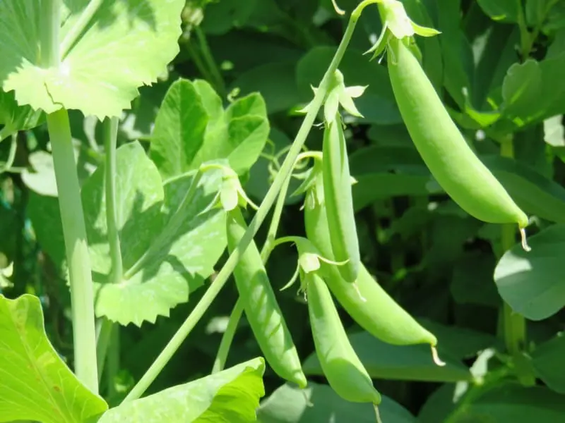 続報、スナップエンドウが枯れました、新たに種まき。プリメロ菜園通信