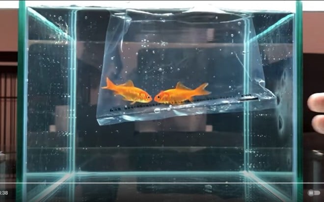 金魚すくいでとった金魚の寿命を延ばす飼育方法お祭りの出店や屋台の金魚でも長生きできる │ ソルナリウム