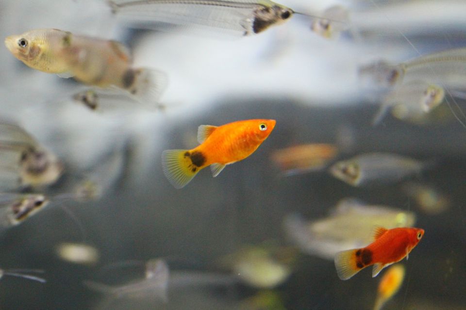 アクアポニックス 魚と微生物が野菜を育てる循環型野菜づくりの魅力に迫る植えないか