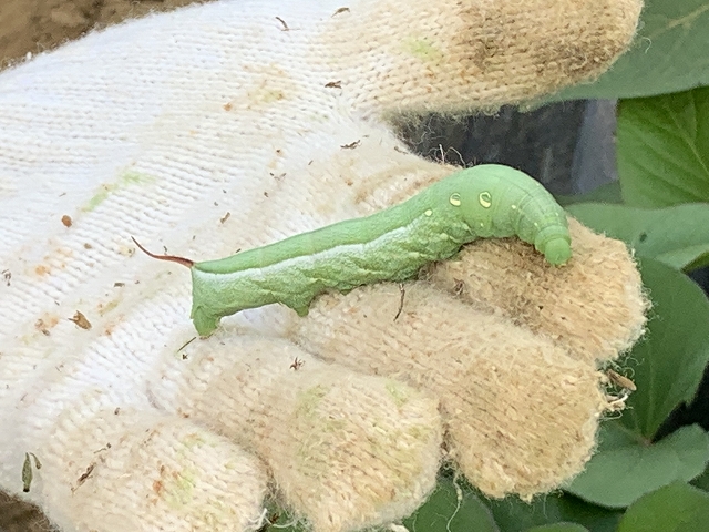 どうでもいいコスズメの芋虫は元気に育ち、貴重なブドウスズメは寄生蜂の餌食になるという不条理 - 虫撮る人々