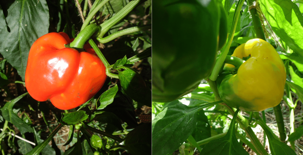 家庭菜園 難易度は高め、でも挑戦しがいあり！パプリカの育て方のポイントと注意点植物とあなたをつなぐPlantia