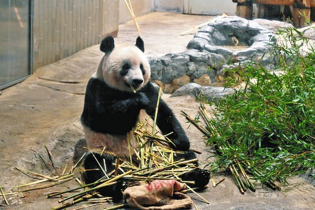 学生に向けたツイートが大反響！ スタッフに聞いた「上野動物園」のキュートな癒しポイント |