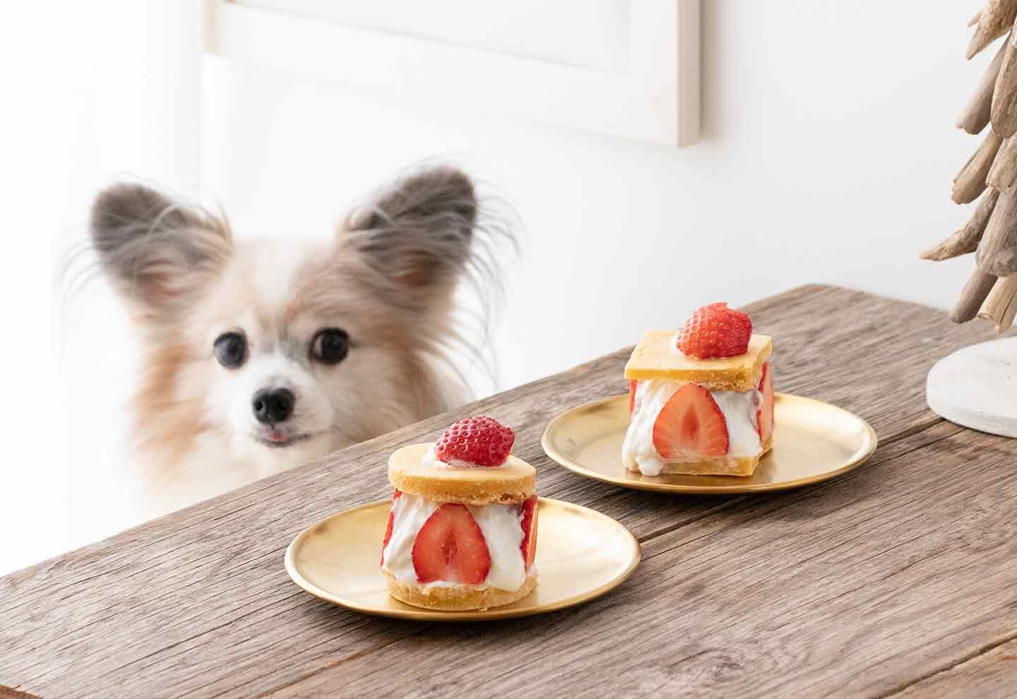 犬の手作り食レシピ『りんごのパウンドケーキ』プレミアムドッグフード専門店・通販 POCHI - ポチ公式サイト