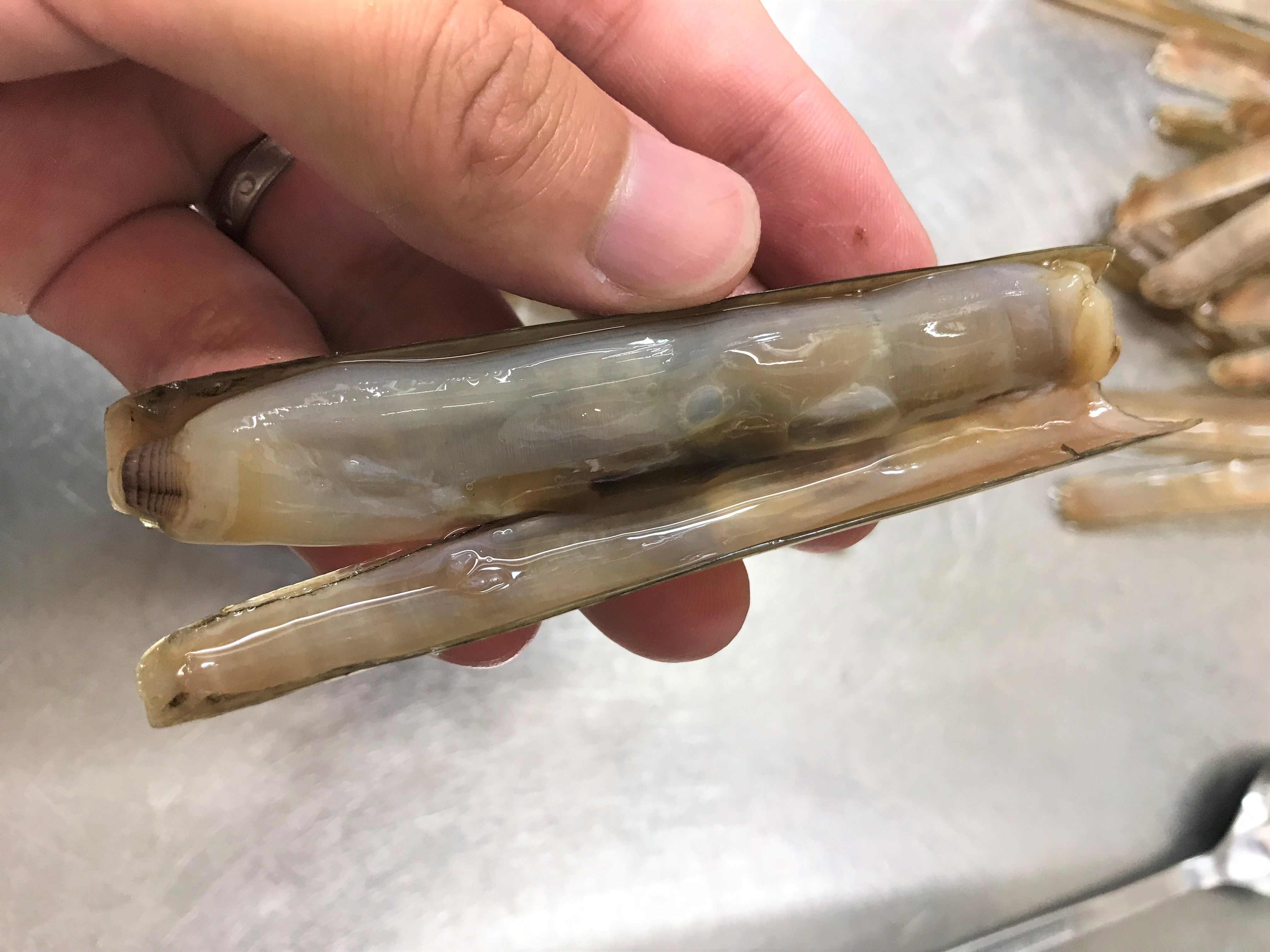 15分でOK!超時短「あさりの砂抜き方法」失敗しないための注意点や簡単レシピもみたい-まるはり×みたい-みつけて播磨 姫路、加古川など 情報サイト 旧:姫路みたい