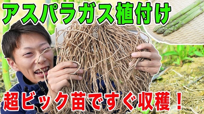 アスパラガスの栽培 アスパラネット、フラワーネットで倒伏防止│トバリネット