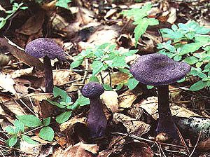 肴ならではの天然きのこ料理ムラサキアブラシメジモドキ- 飛騨季節料理 肴店主の日記