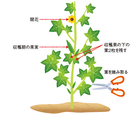 9cmポットでオクラやピーマン ナス栽培十時花園食卓菜園を提案