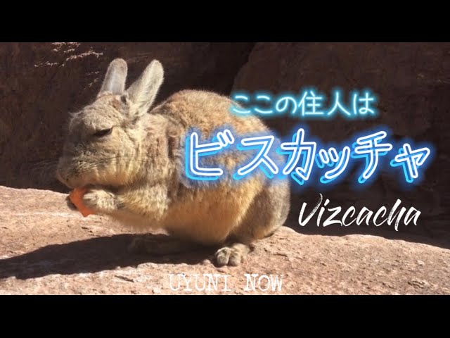 ビスカッチャ 32HANSA