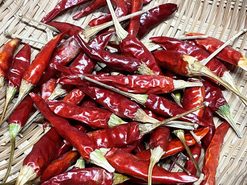 青唐辛子、赤くなったら、鷹の爪ハーブのドクターボー 軽井沢ほっち園・安中さぎのみや園