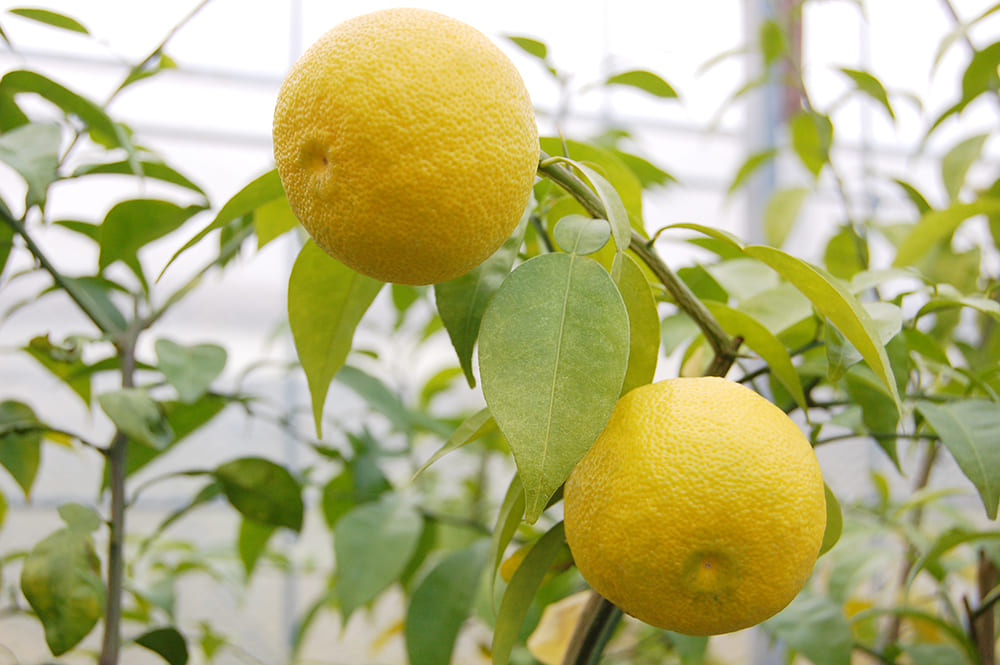 柚子高知の野菜・果物高知まるごとネット