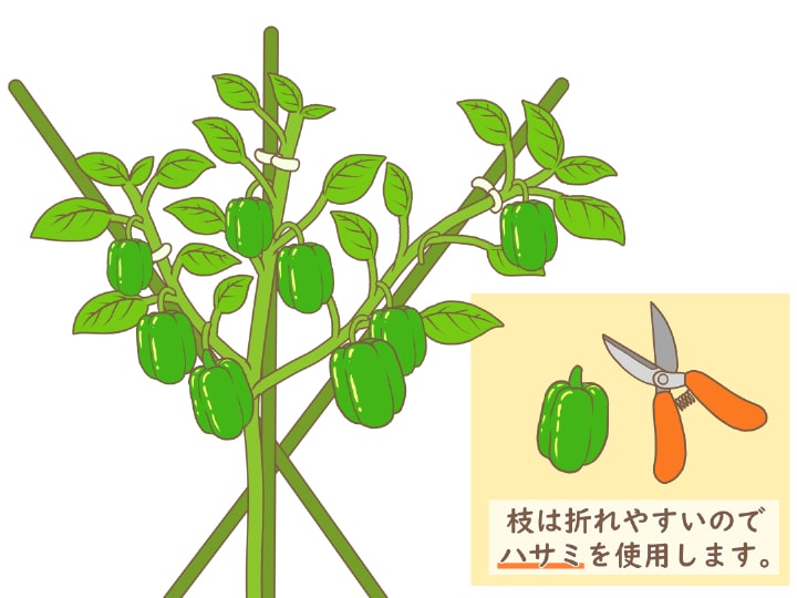 果菜類の失敗しない苗作り野菜 山田式家庭菜園教室～Dr.藤目改訂版～調べるタキイ種苗株式会社