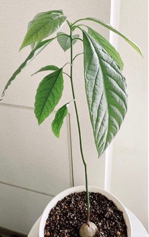 えっ爪楊枝を刺さないの!? 圧倒的に早い新・アボカドの育て方&あんふぁん