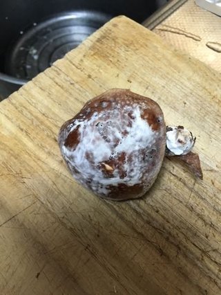 しいたけに発生した白いカビのようなものは食べられるの