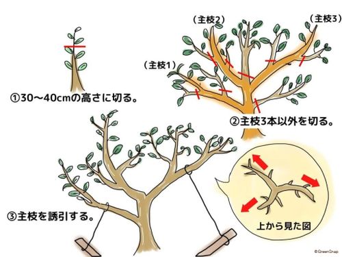 金柑の剪定2024まいにち藤巻亮太ときどきレミオロメン