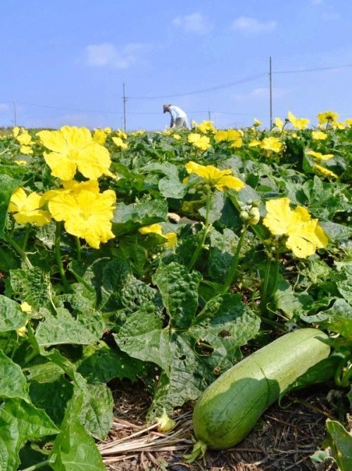 1 27 今日のイチ押し野菜「菜花」 - まごやさい