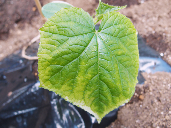 きゅうり 実が大きくなる前に枯れるのはなぜだ