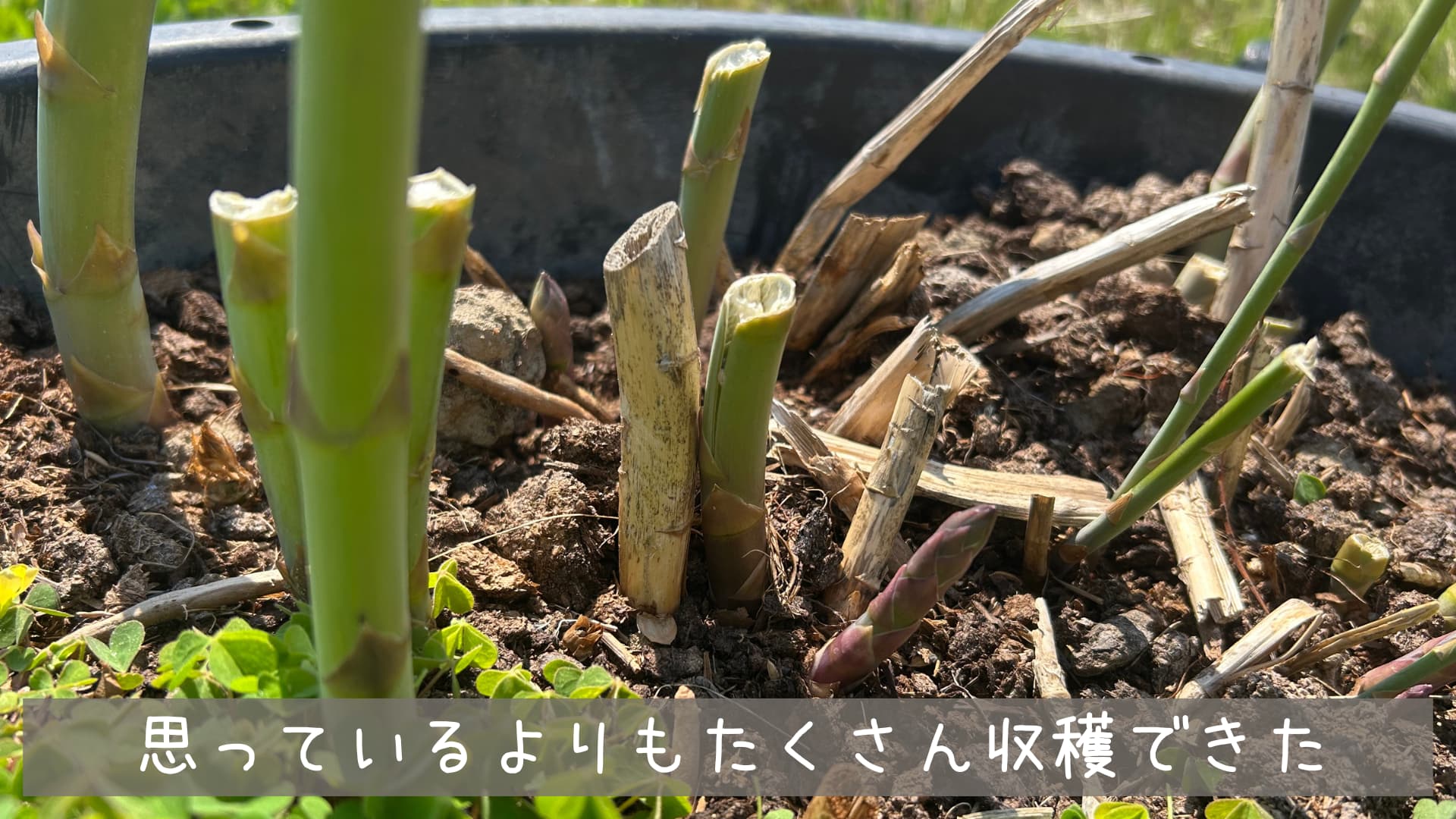 アスパラガスの育て方プランター栽培の植え替えや冬越し、株分けなど🍀GreenSnap グリーンスナップ