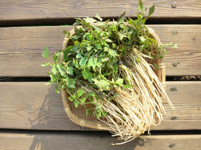 パクチーはどんな味？好き嫌いが分かれる理由と食べやすいレシピも紹介 - E・レシピ 1 1ページ