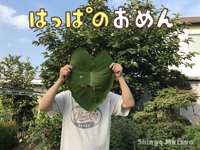 大きな葉っぱ💚トトロの世界‼️ – わんぱく自然農園