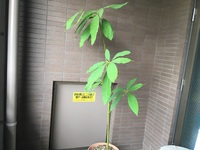 実生1年目アボカド7月 : 盆栽な感じで 的な