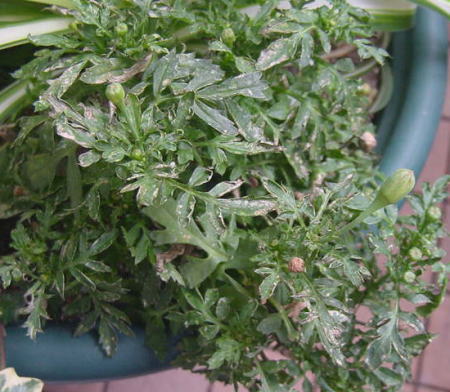 マリーゴールドの育て方ヤサシイエンゲイ