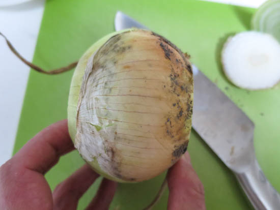ホームタマネギの育て方 植え付けから収穫まで全部見せます！│初心者向け菜園ムービ