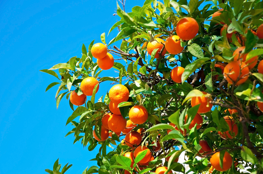 みかんの写真 - 無料の高画質写真をダウンロードFreepik