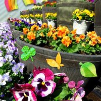 由仁町花のまつうらさんで苗の買い出しするときのコツ・販売品種racssblog