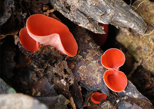 チャワンタケ - 十勝の山里で山遊び