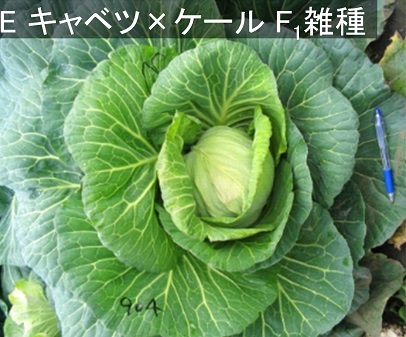 サボイキャベツ ちりめんキャベツ 縮緬キャベツ 縮緬甘藍 キャベツ きゃべつ 甘藍 品種の特徴 食べ方 選び方