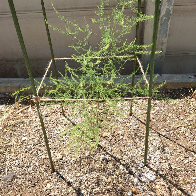 Amazon.co.jp: 緑アスパラガス 素掘り裸株 超特大ギガジャンボ株 4L1株 このアスパラガスの株は「土にこだわり!」の、農家さんが、完熟堆肥を10アールあたり10トン!も施して生産した自信作です。 初霜が降りる頃に畑から掘り上げとなります。毎年の気候により出荷開始