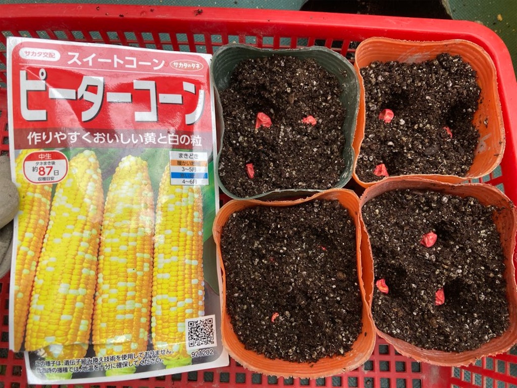 動画解説付き トウモロコシの種まき最適な時期と畑・ポット・セルトレイへのまき方などのコツ！農業・ガーデニング・園芸・家庭菜園マガジン AGRIPICK