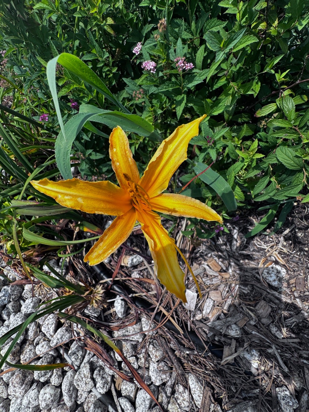 お台所の薬箱 食材AtoZ 野萱草 ノカンゾウ 金針菜よりどころ yoridocoro