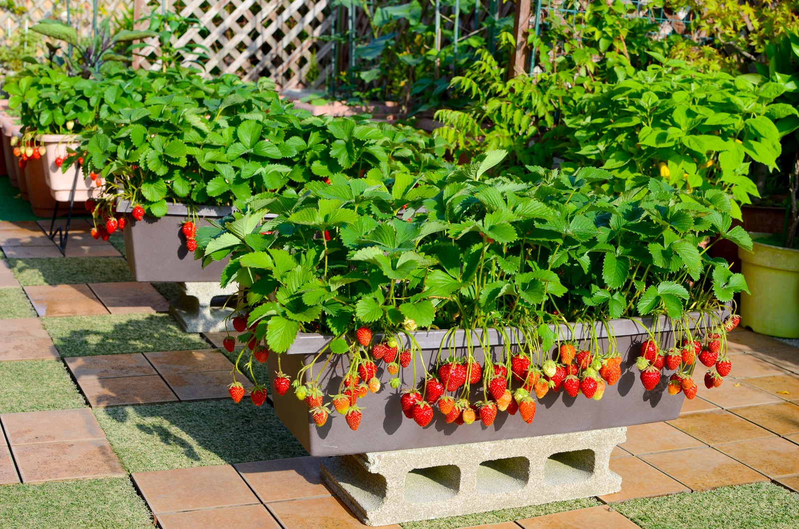 家庭菜園向けの野菜おすすめ17選!室内用のキットや果物もHEIMハイム