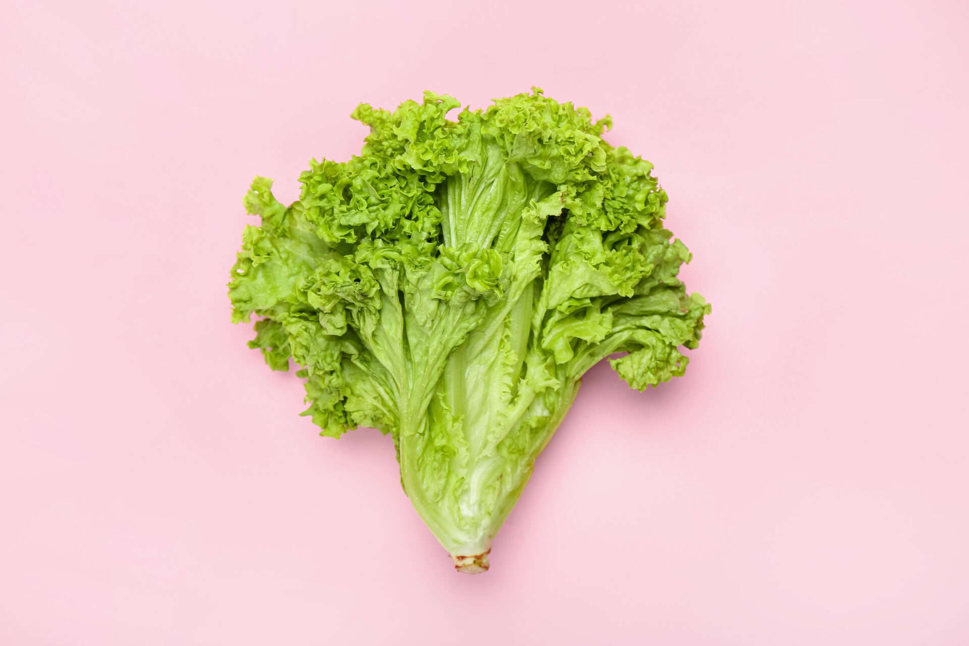 レタスの芯にあてたキッチンペーパーがピンクに染まります。これを応用してハデイリーポータルZ さんのマンガツイコミ 仮